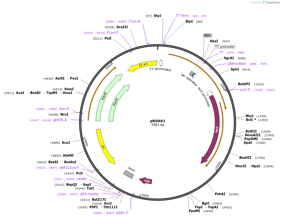 251525-plasmid-map-sequence-id-512593