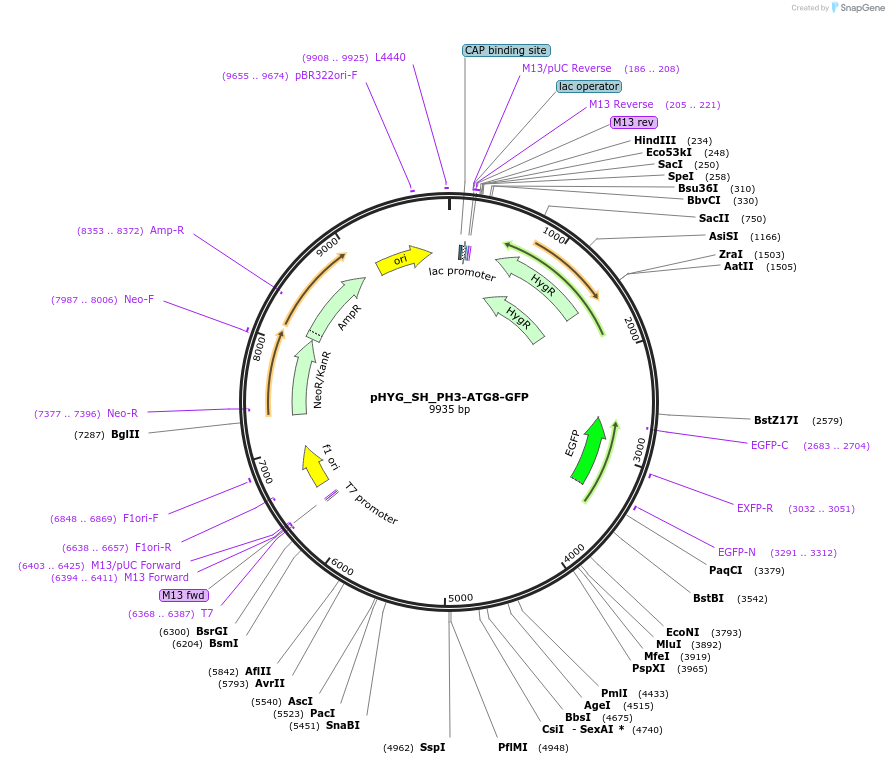 255831-plasmid-map-sequence-id-512594