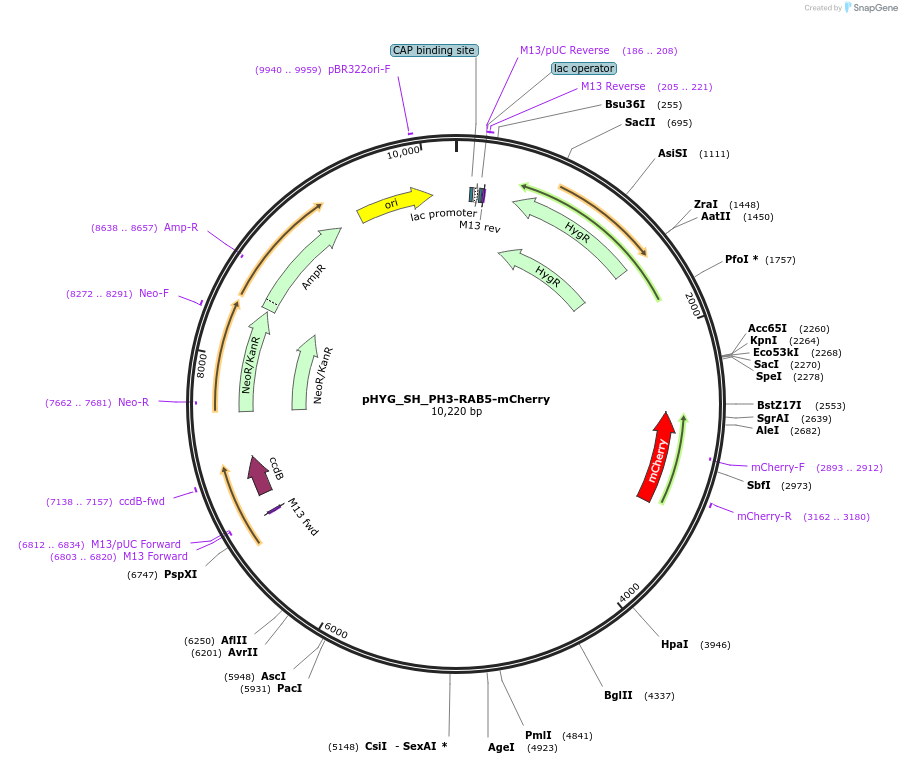 255824-plasmid-map-sequence-id-512595