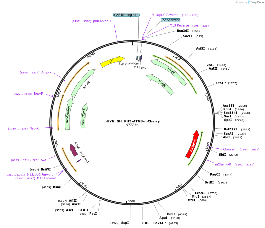 255821-plasmid-map-sequence-id-512597