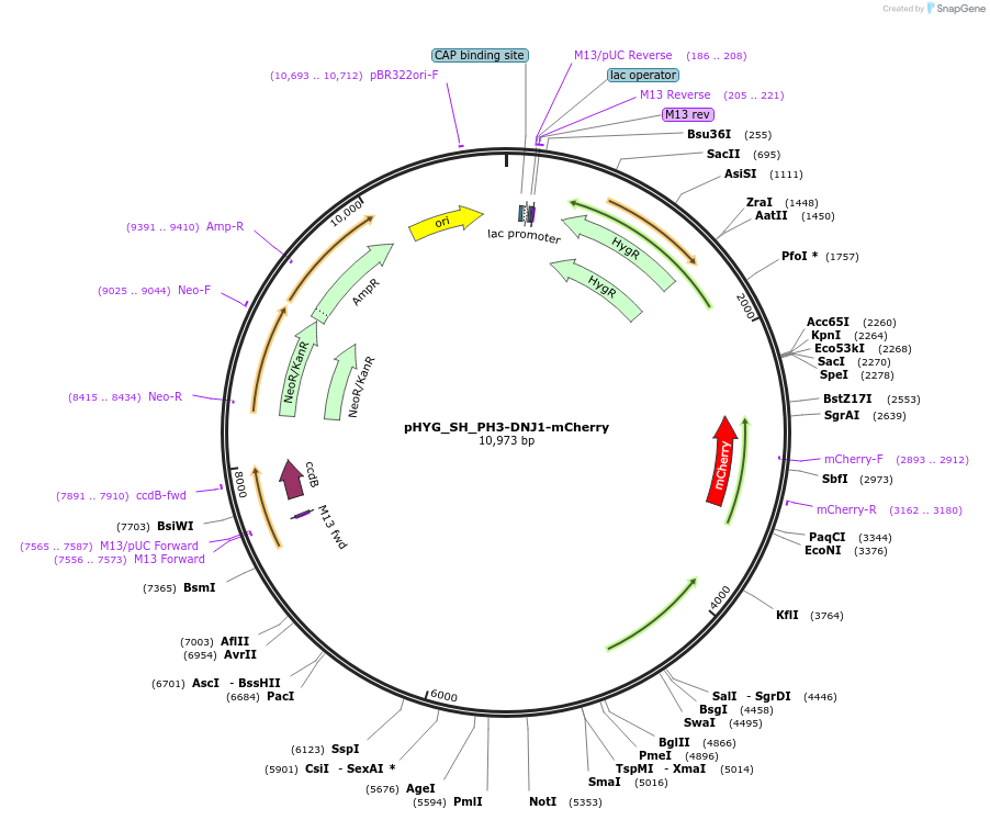 255823-plasmid-map-sequence-id-512598