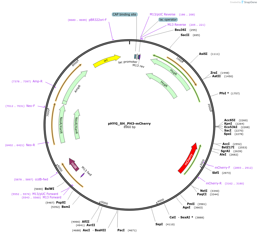 255815-plasmid-map-sequence-id-512599