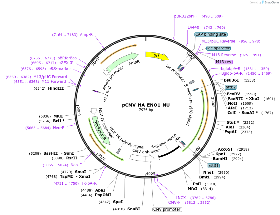 255450-plasmid-map-sequence-id-512604