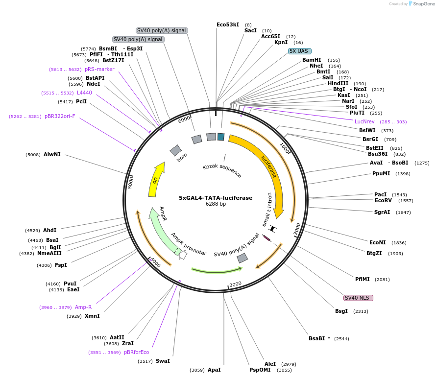 46756-plasmid-map-sequence-id-512618
