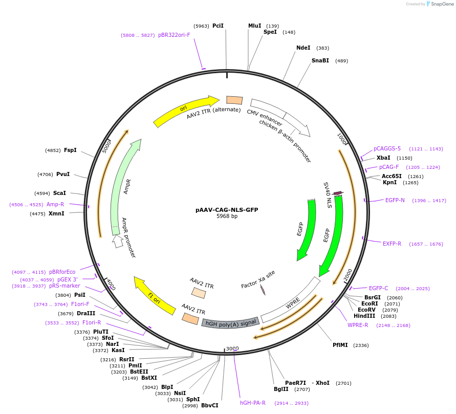104061-plasmid-map-sequence-id-512620