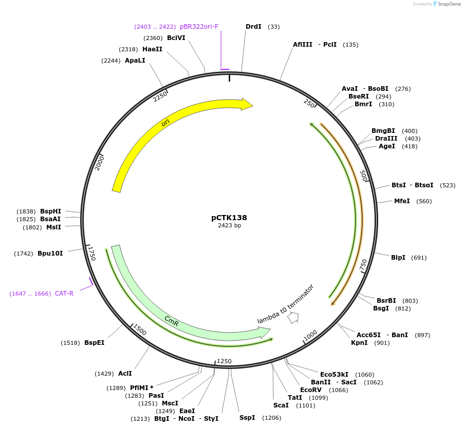 248501-plasmid-map-sequence-id-512621