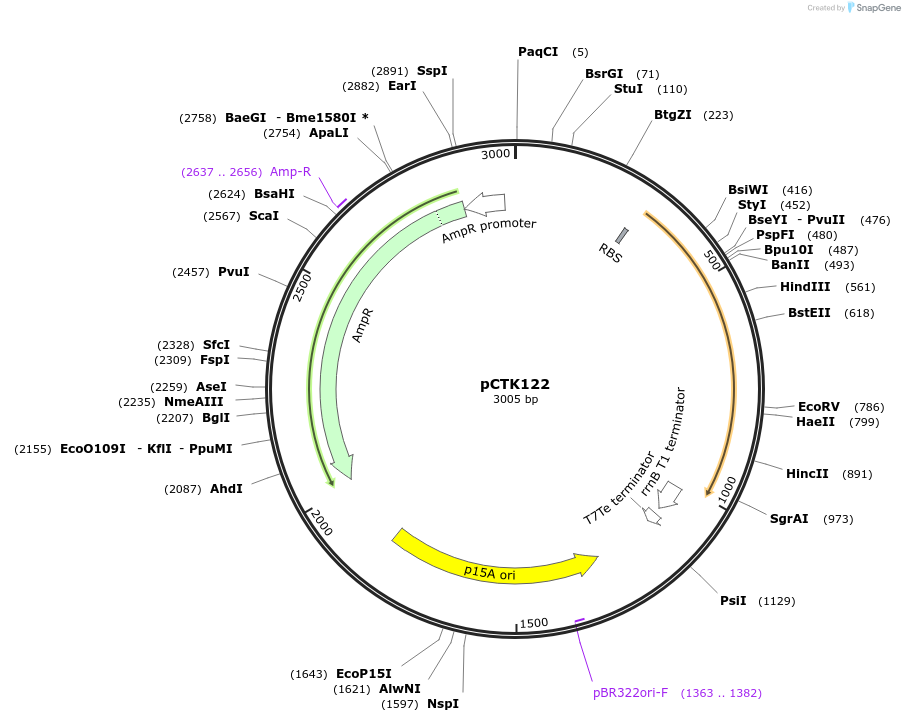 248485-plasmid-map-sequence-id-512622