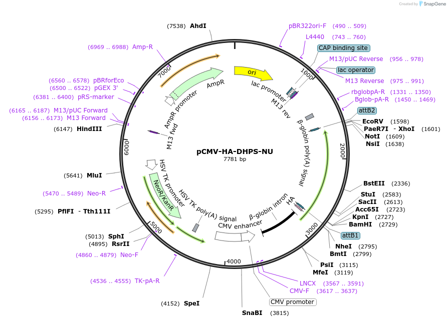 255446-plasmid-map-sequence-id-512645