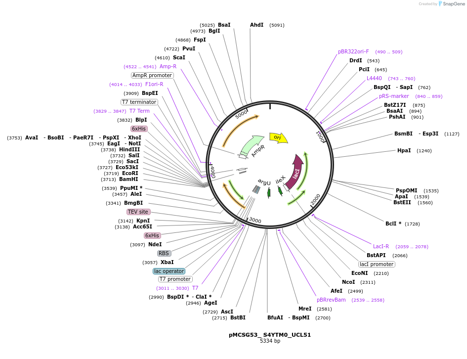 257309-plasmid-map-sequence-id-512692