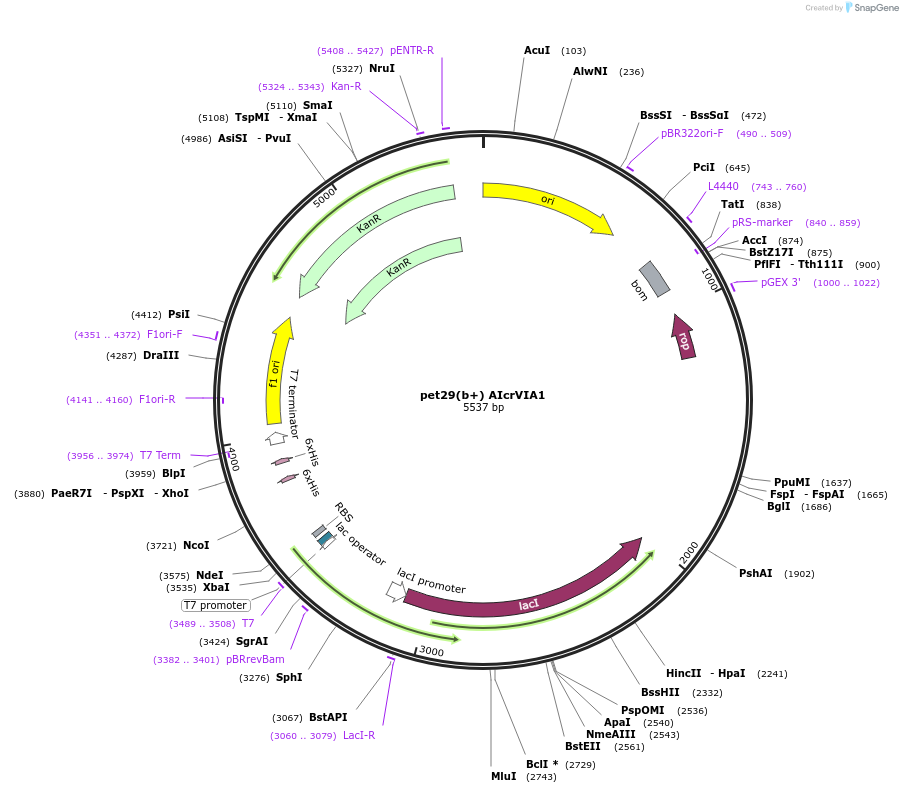 231125-plasmid-map-sequence-id-512715
