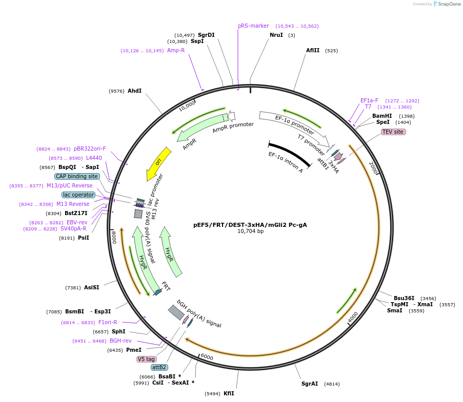 51255-plasmid-map-sequence-id-512731