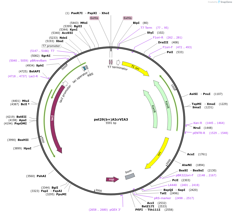 231127-plasmid-map-sequence-id-512732