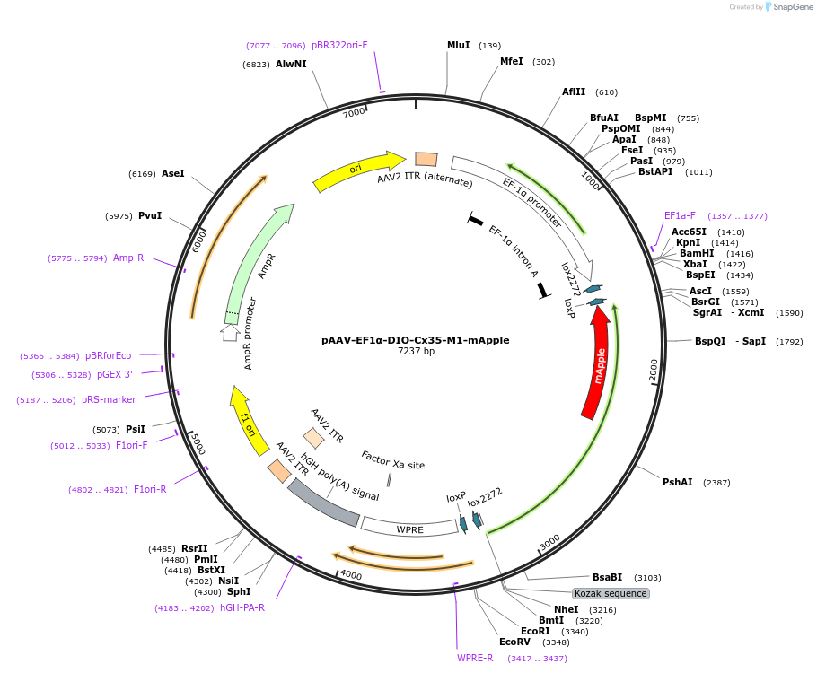 255635-plasmid-map-sequence-id-512736
