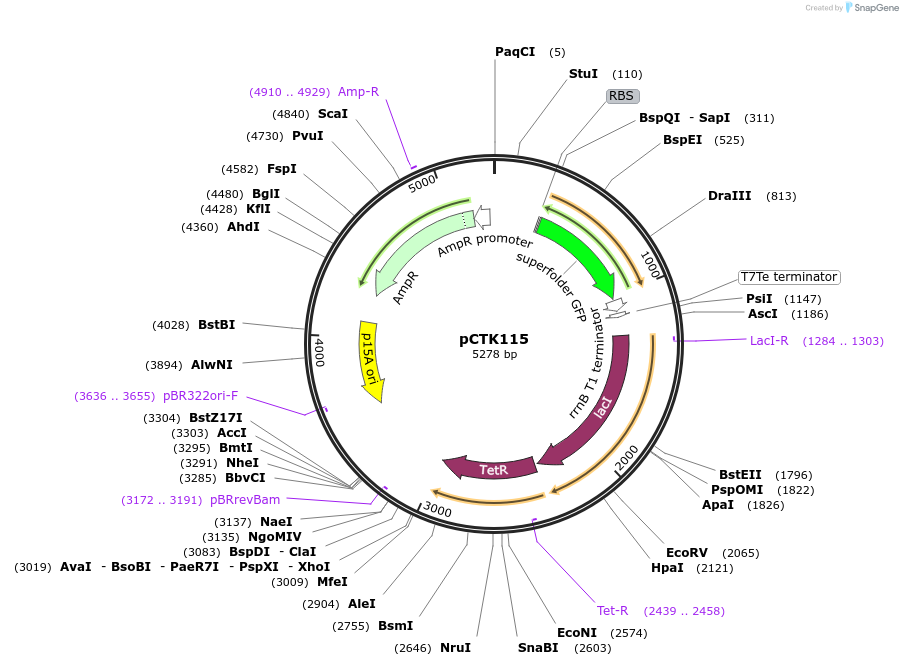 248478-plasmid-map-sequence-id-512740