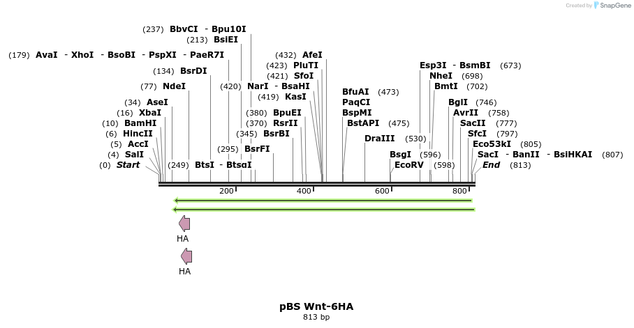 51276_map