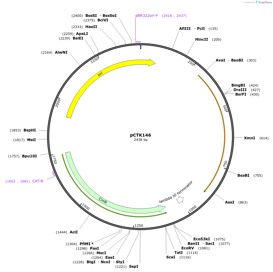 248509-plasmid-map-sequence-id-512817