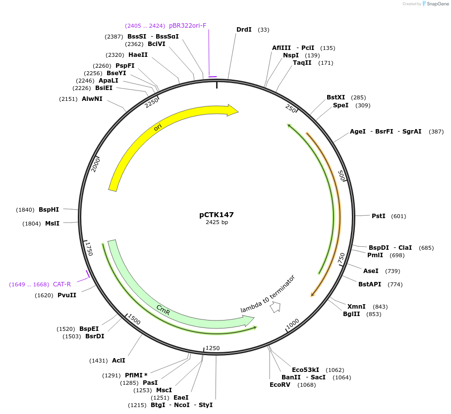 248510-plasmid-map-sequence-id-512818