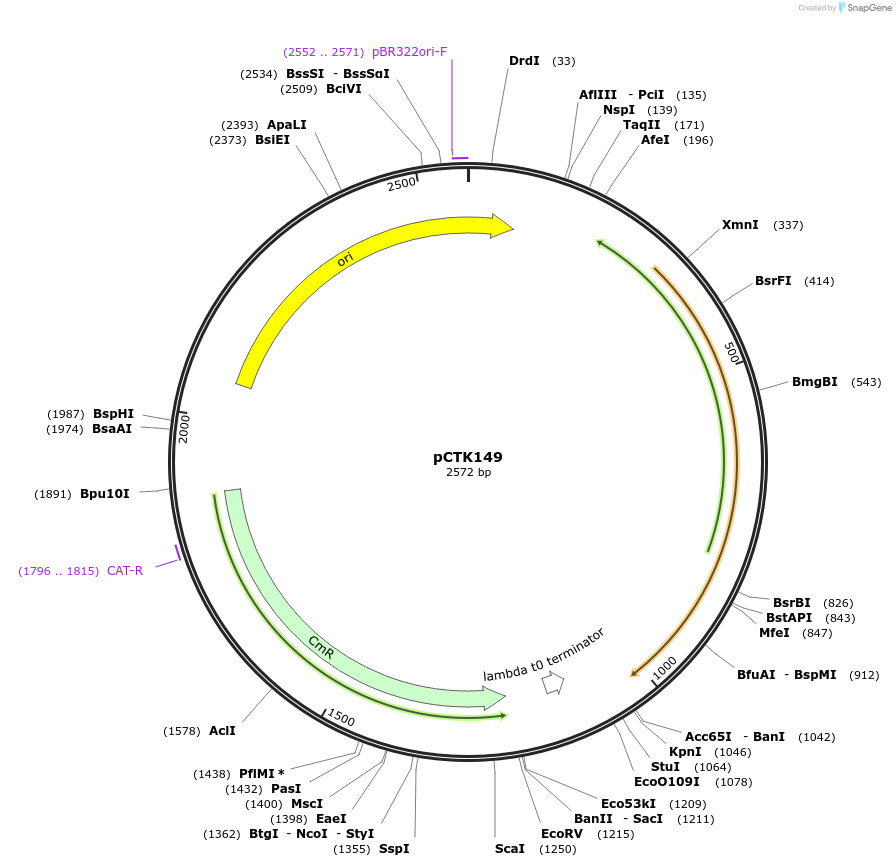 248512-plasmid-map-sequence-id-512819