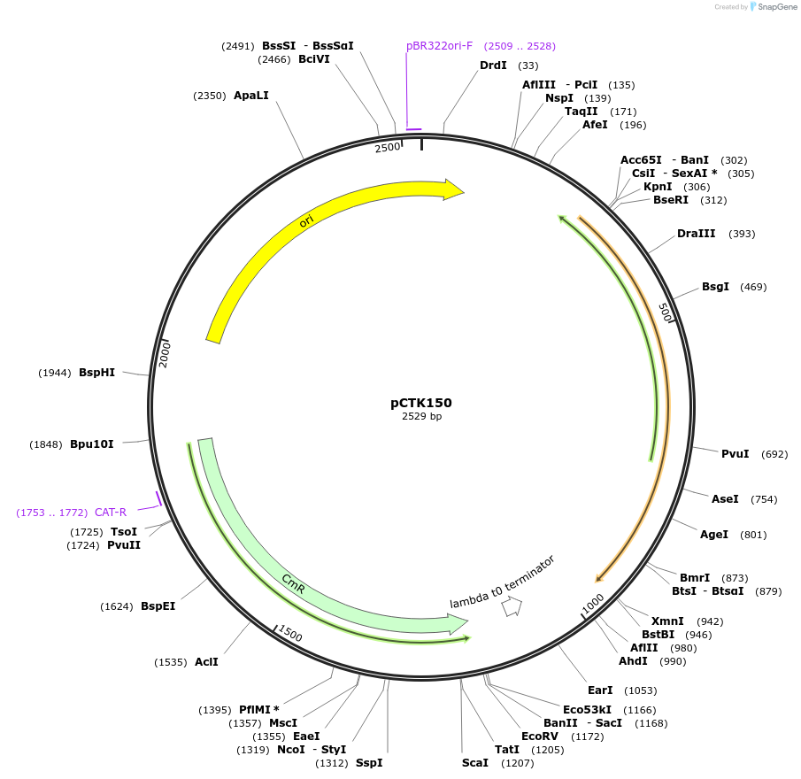 248513-plasmid-map-sequence-id-512832