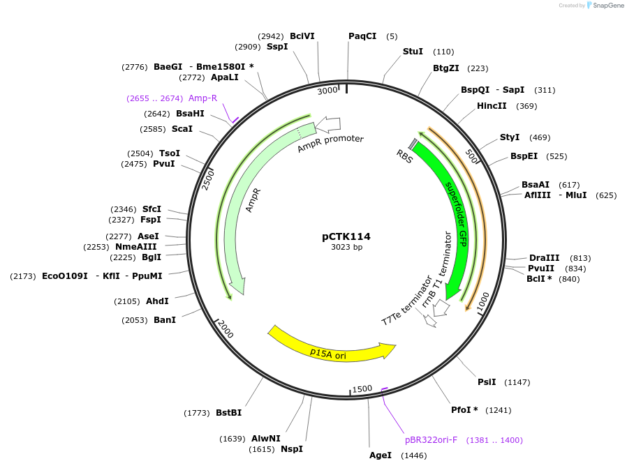 248477-plasmid-map-sequence-id-512834