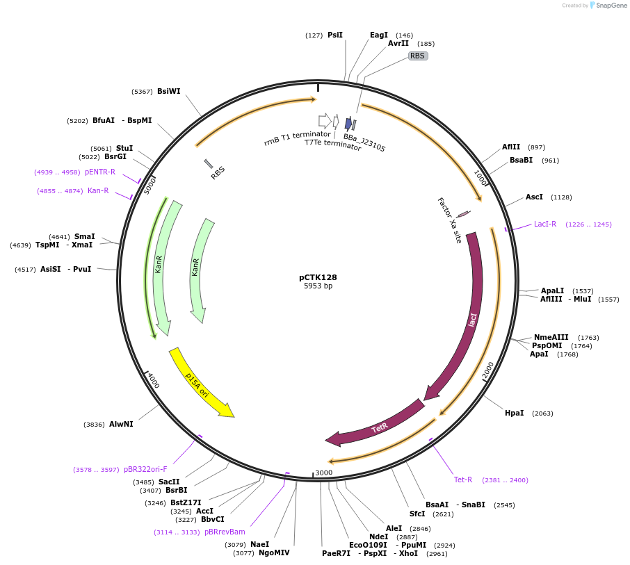248491-plasmid-map-sequence-id-512836