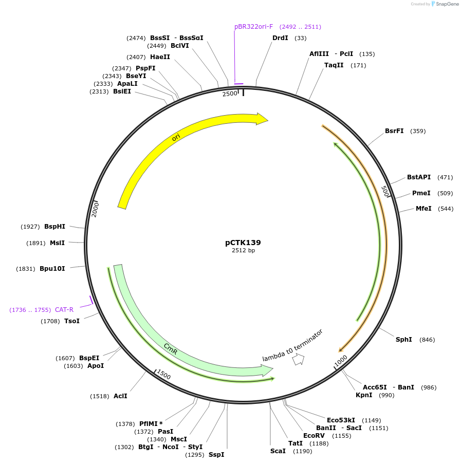 248502-plasmid-map-sequence-id-512837