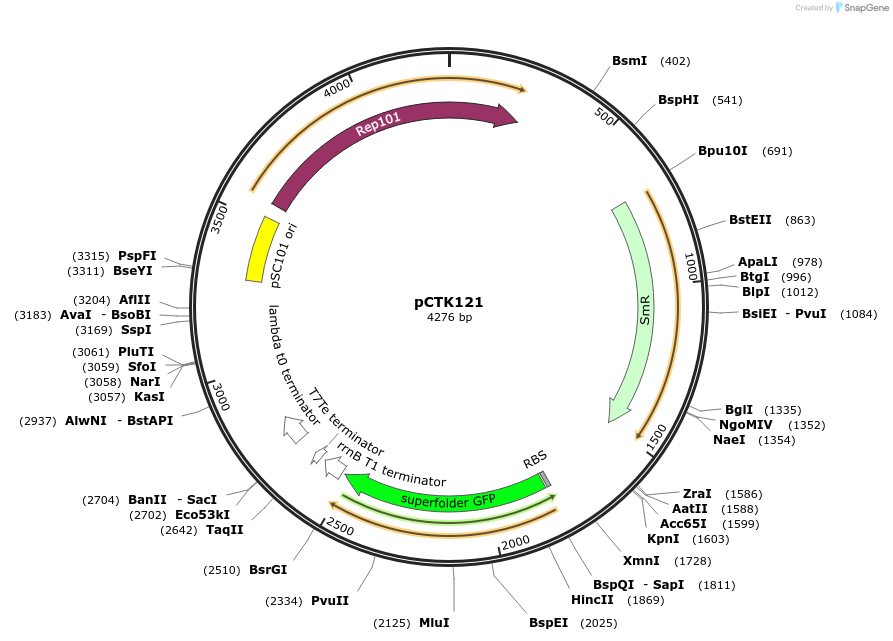 248484-plasmid-map-sequence-id-512838