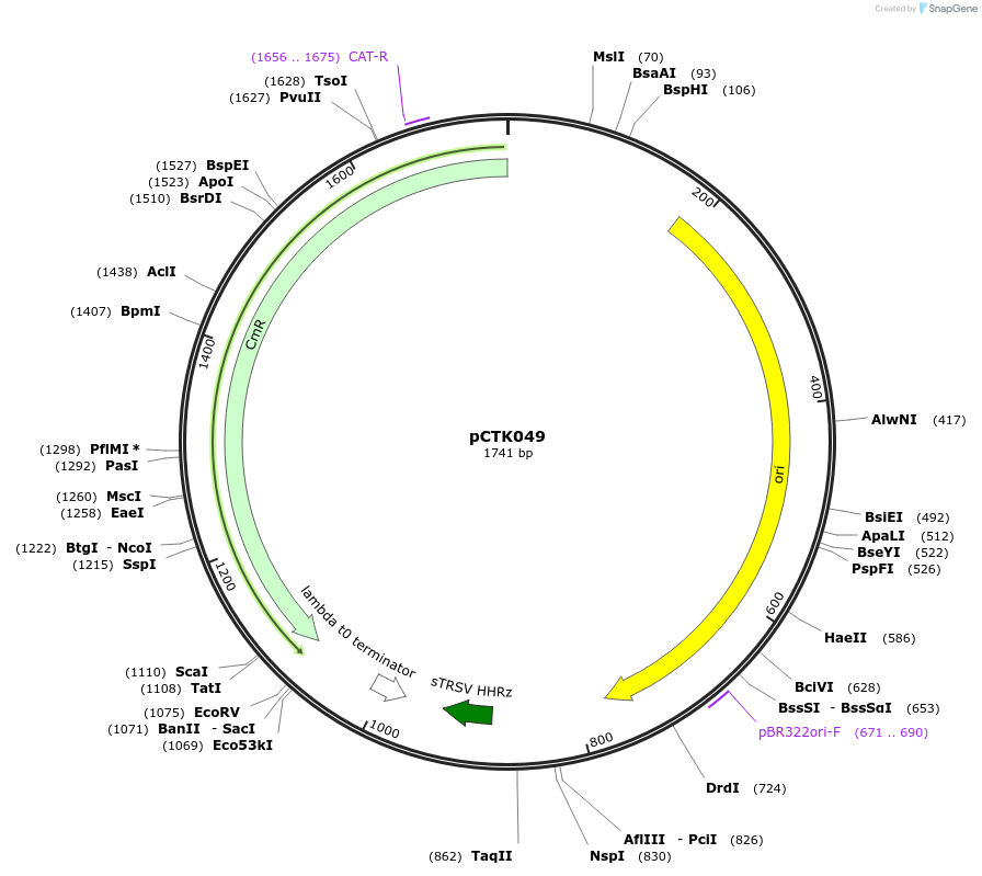 248412-plasmid-map-sequence-id-512839