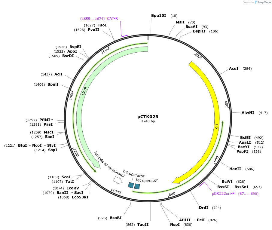 248384-plasmid-map-sequence-id-512840