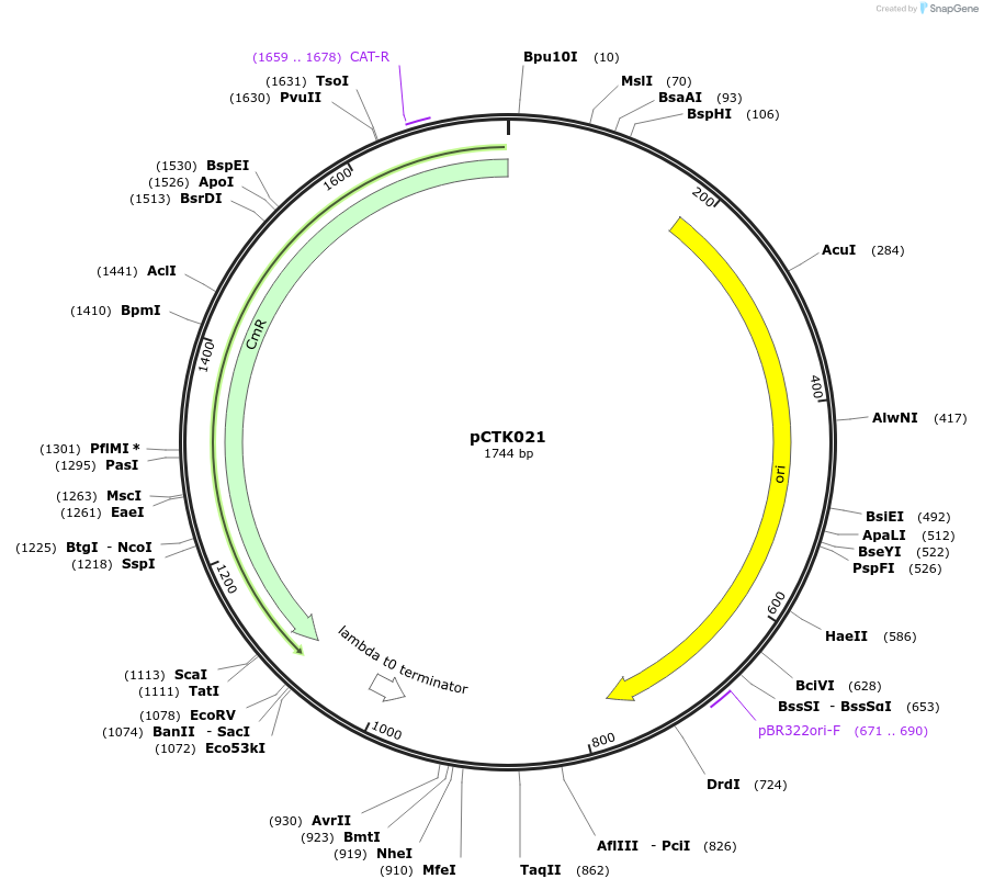 248386-plasmid-map-sequence-id-512907