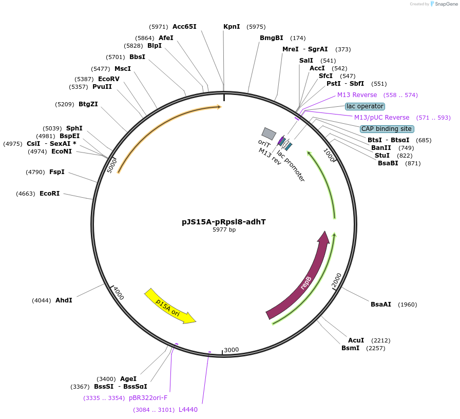 231852-plasmid-map-sequence-id-512910