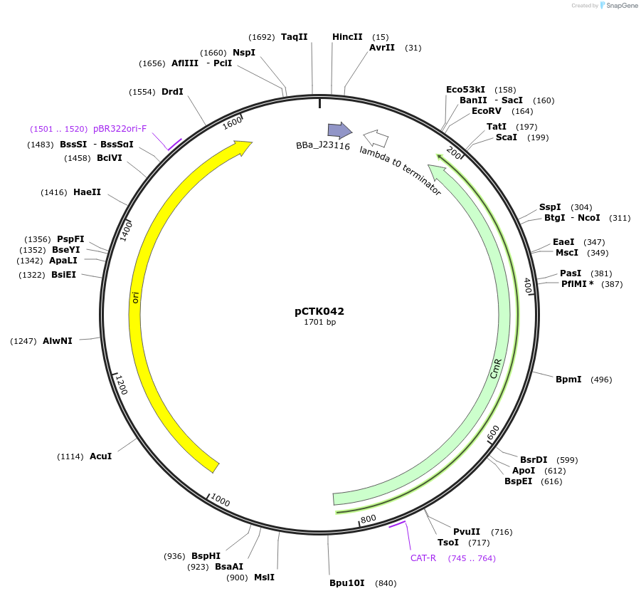 248405-plasmid-map-sequence-id-512913