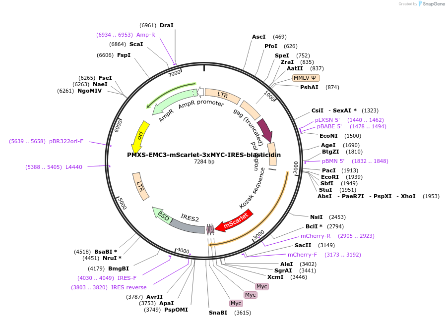 255990-plasmid-map-sequence-id-512914