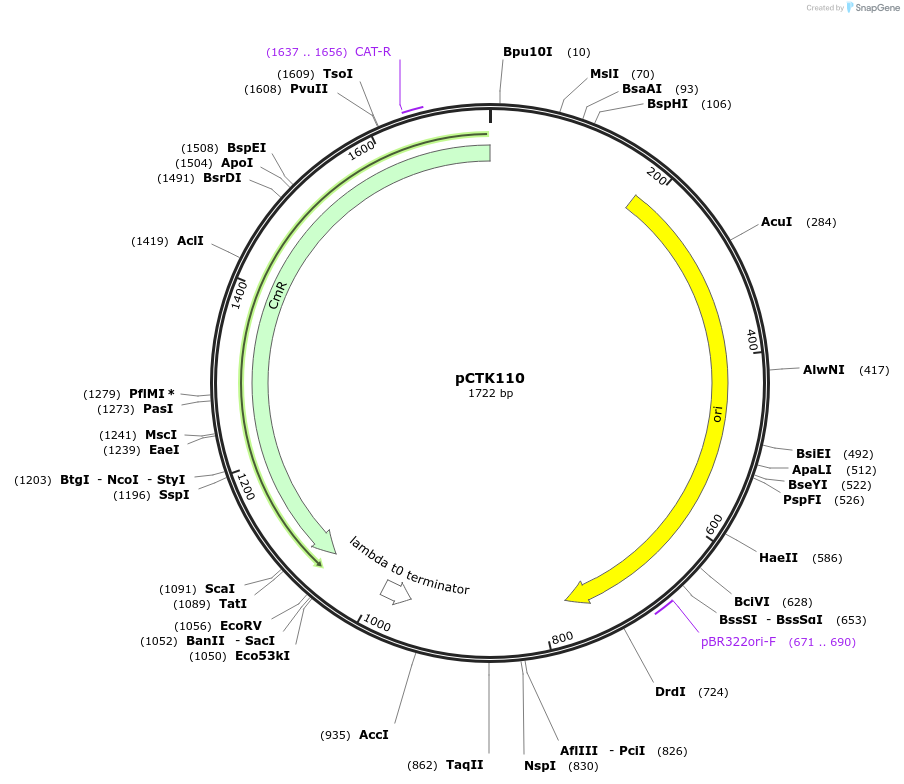 248473-plasmid-map-sequence-id-512915