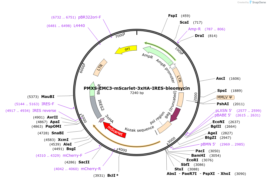 255987-plasmid-map-sequence-id-512916