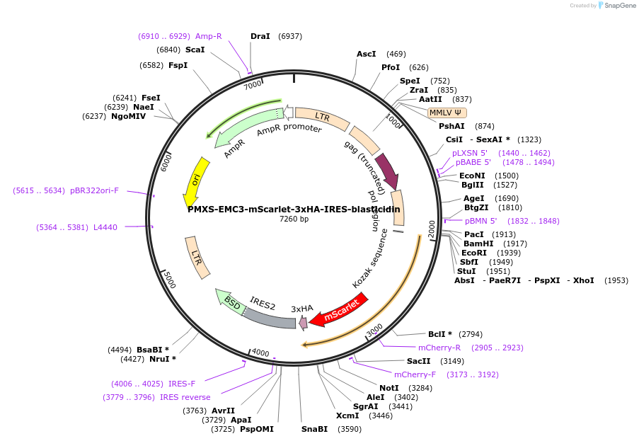 255989-plasmid-map-sequence-id-512917