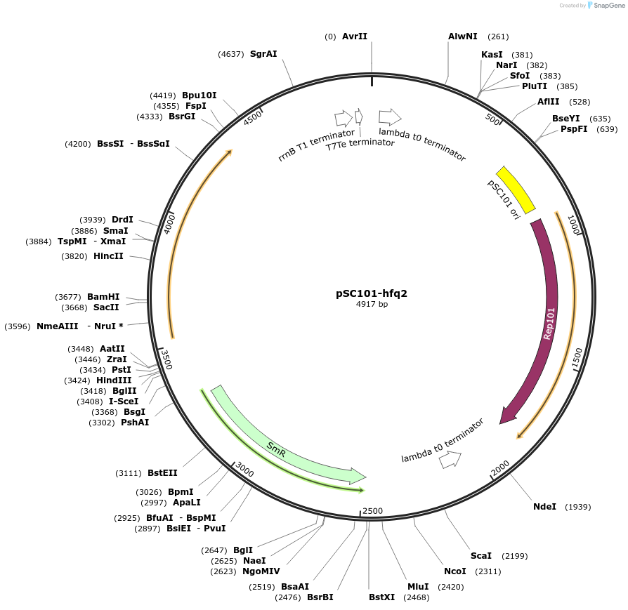 251407-plasmid-map-sequence-id-512918