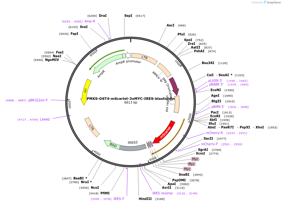 255992-plasmid-map-sequence-id-512919
