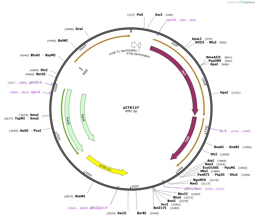 248490-plasmid-map-sequence-id-512921