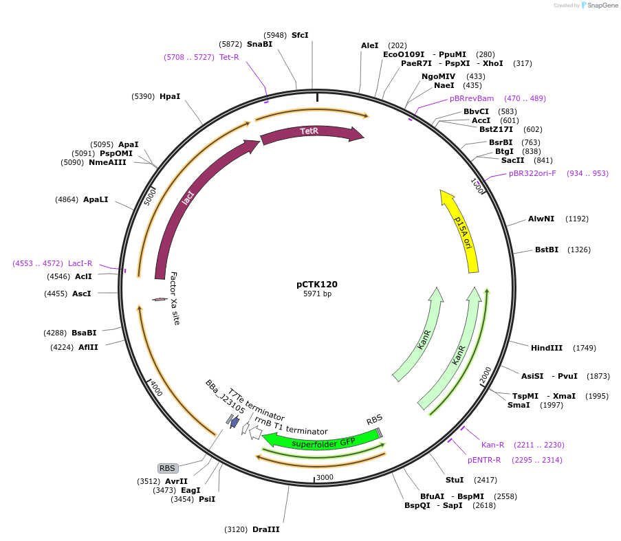 248483-plasmid-map-sequence-id-512922