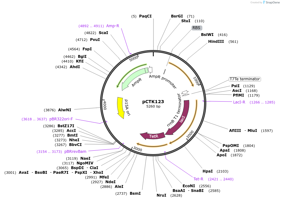 248486-plasmid-map-sequence-id-512926