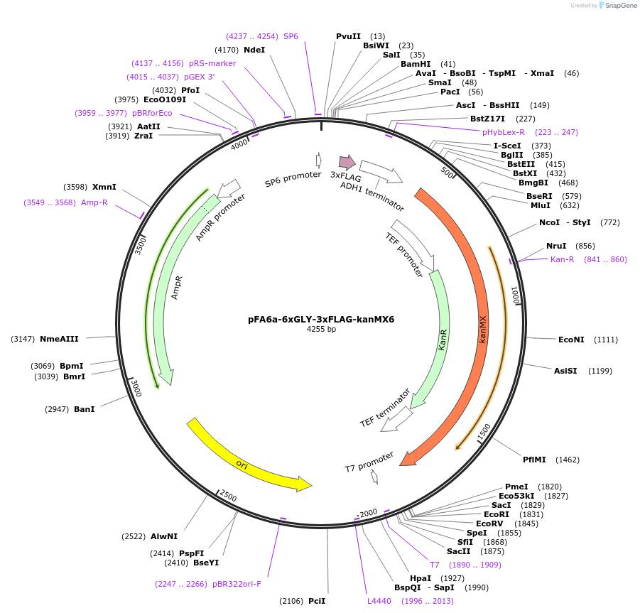 20754-plasmid-map-sequence-id-512932