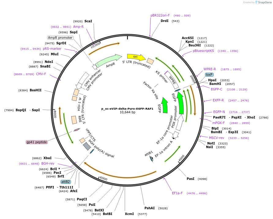249479-plasmid-map-sequence-id-512939