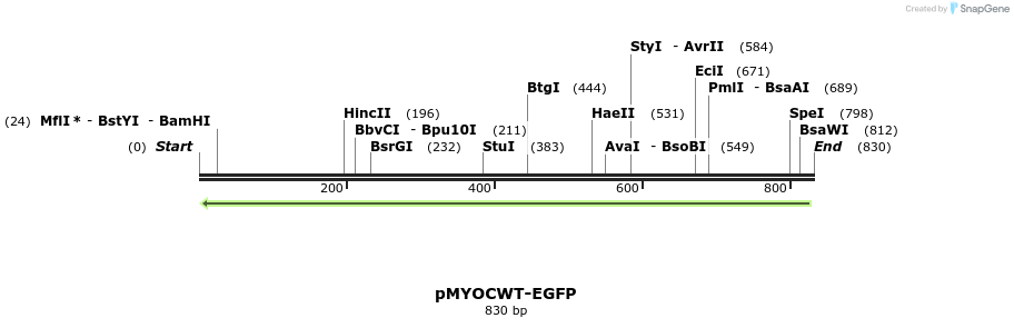 51294_map