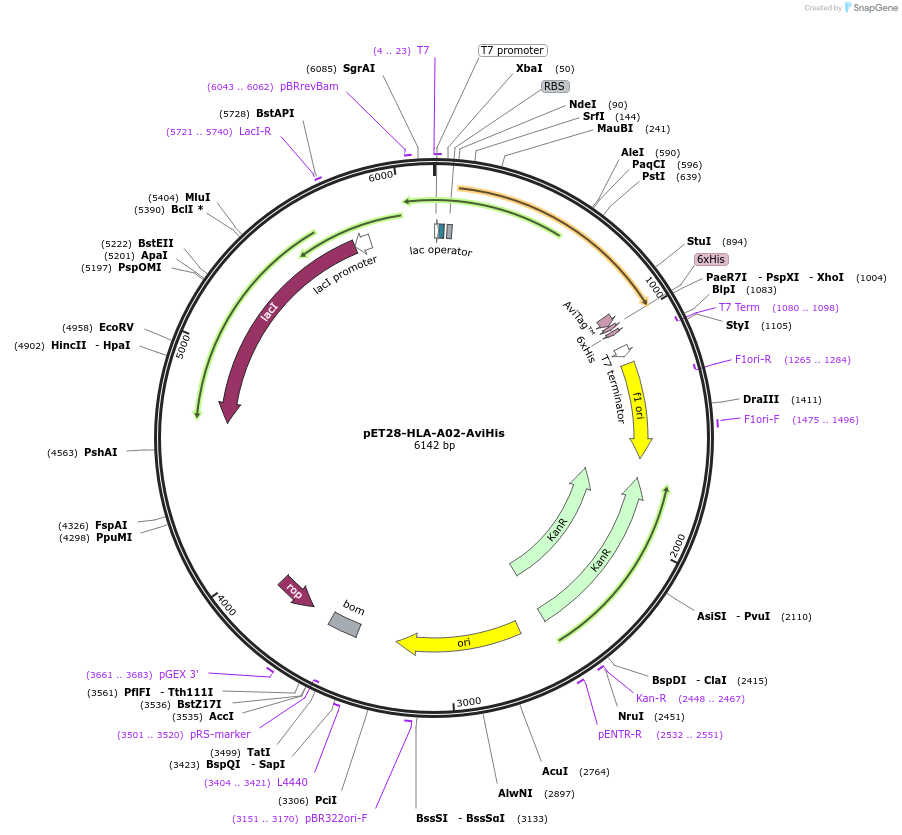 255048-plasmid-map-sequence-id-512940