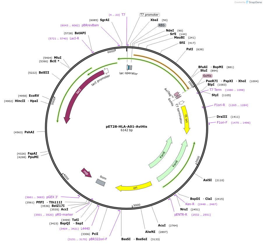 255038-plasmid-map-sequence-id-512941