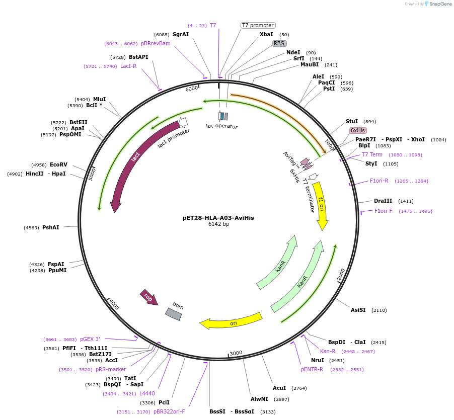 255049-plasmid-map-sequence-id-512942