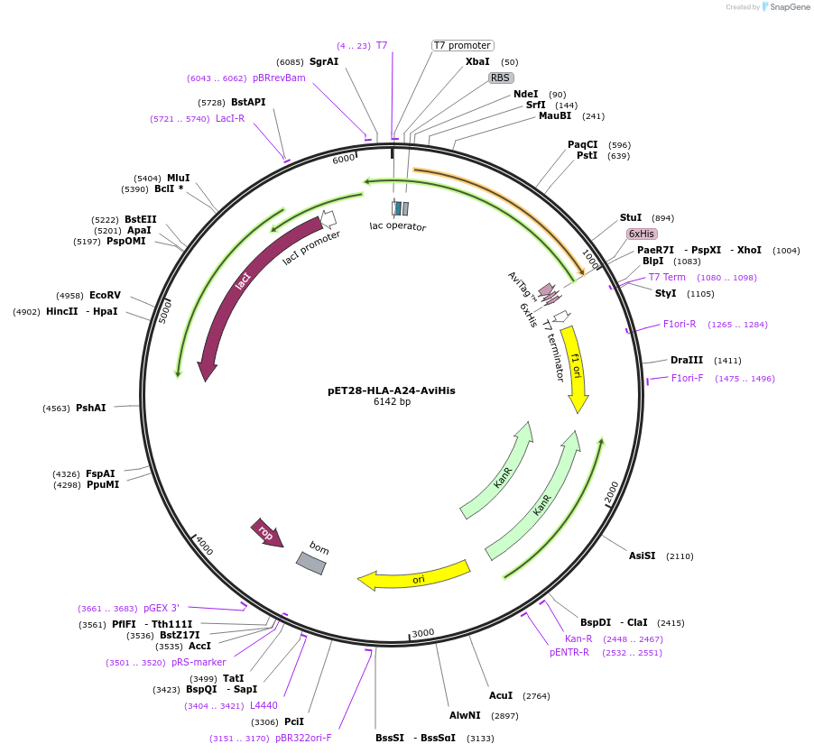 255051-plasmid-map-sequence-id-512944