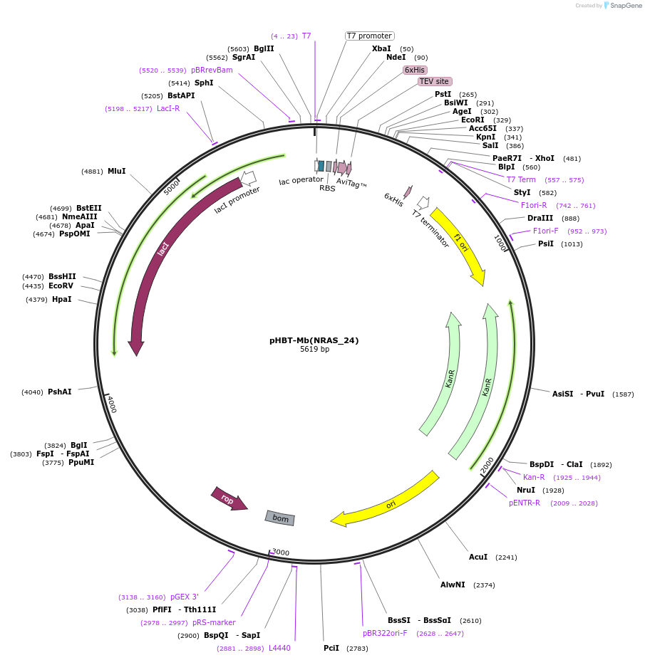 255052-plasmid-map-sequence-id-512945