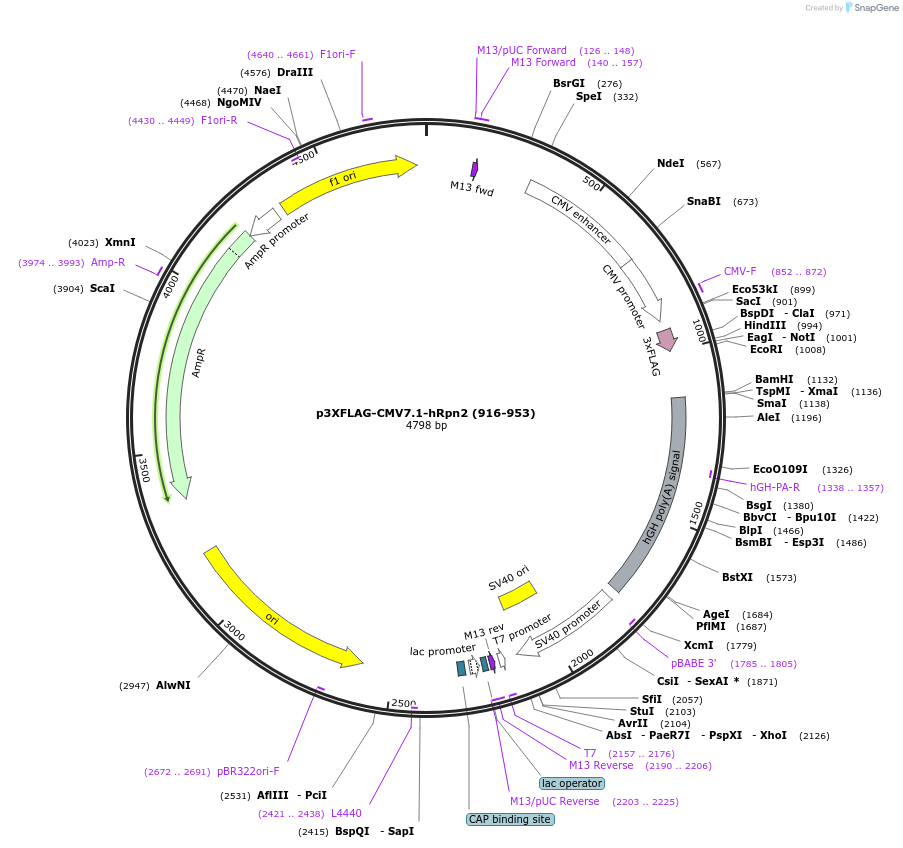 251557-plasmid-map-sequence-id-512947